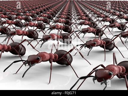 Schwarze Ameisen isoliert auf einem weißen Hintergrund. Stockfoto