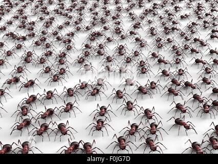 Schwarze Ameisen isoliert auf einem weißen Hintergrund. Stockfoto