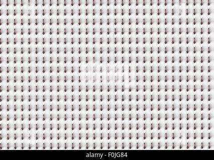 Schwarze Ameisen isoliert auf einem weißen Hintergrund. Stockfoto