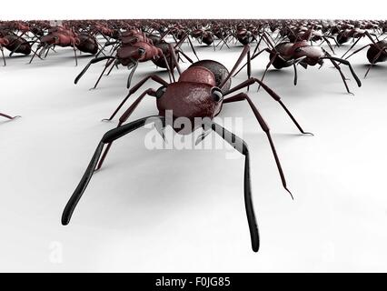 Schwarze Ameisen isoliert auf einem weißen Hintergrund. Stockfoto