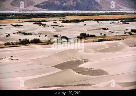 Indien Jammu Kashmir Ladakh Sanddünen am Hunder im Nubra Valley Stockfoto