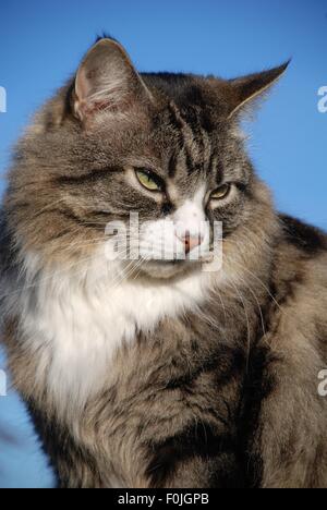 Porträt einer langhaarigen Silber Tabby Katze vor einem blauen Himmelshintergrund. Stockfoto