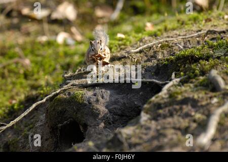 Wilden sibirischen Streifenhörnchen (Eutamias Sibiricus - Tamias Sibiricus) Tote Blätter zu seiner Höhle bringen Stockfoto