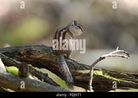 Wilden sibirischen Streifenhörnchen (Eutamias Sibiricus - Tamias Sibiricus) stehend auf einem Toten Ast Stockfoto