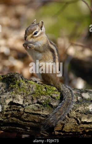 Wilden sibirischen Streifenhörnchen (Eutamias Sibiricus - Tamias Sibiricus) Fütterung auf einem Toten Ast Stockfoto