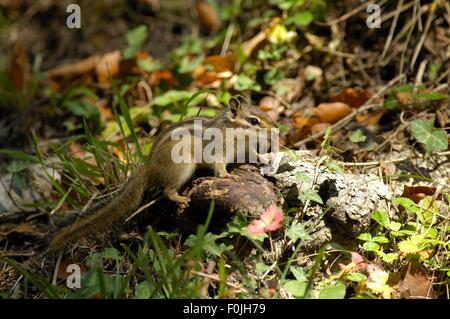 Wilden sibirischen Streifenhörnchen (Eutamias Sibiricus - Tamias Sibiricus) auf Nahrungssuche auf dem Boden Forêt de Soignes Holz Brüssel - Belgien Stockfoto