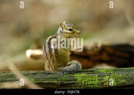 Wilden sibirischen Streifenhörnchen (Eutamias Sibiricus - Tamias Sibiricus) stehend auf einem Toten Ast Stockfoto