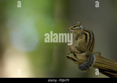 Wilden sibirischen Streifenhörnchen (Eutamias Sibiricus - Tamias Sibiricus) stehend auf einem Toten Ast Stockfoto