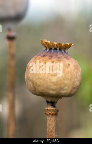 Reife Kreuzblumen mit Mohnfeld im Hintergrund Stockfoto