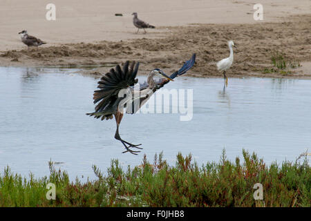 Das Great Blue Heron fliegen durch das Wasser am Strand von Malibu im August Stockfoto