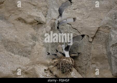 Gemeinsamen Dreizehenmöwe (Rissa Tridactyla - Larus Tridactylus) Erwachsenen Fütterung Küken auf Nester auf Klippe Cap Blanc-Nez Opalküste Frankreich Stockfoto