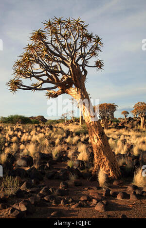 Aloe Dichotoma, auch bekannt als Köcherbaum oder Kokerboom, ist eine Art von Aloe indigenen in das südliche Afrika Stockfoto