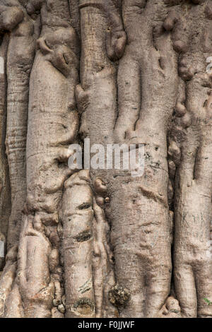 Baobab in das Kaokoland im Norden Namibias Stockfoto