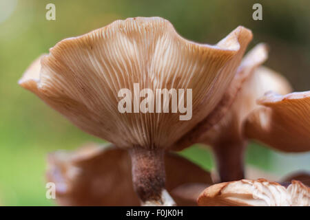 Trompete, Pfifferlinge (Eierschwämmen Tubaeformis), Bedgebury nationalen Pinetum & Wald, Goudhurst, England, Vereinigtes Königreich Stockfoto