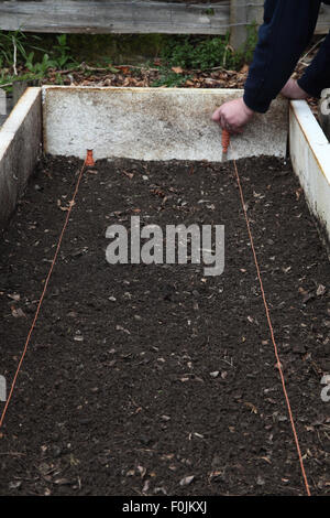 Pflanzen pregerminated Pastinake Samen Schritt 2 Mark aus dem Bett mit einem Garten Stockfoto