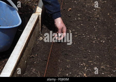 Pregerminated Pastinake Saat Schritt 4 teilweise füllen den Bohrer mit Kompost gesiebt Stockfoto