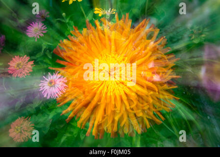 Zinnie orange Blume auf einem grünen Hintergrund - Zoomen Stockfoto