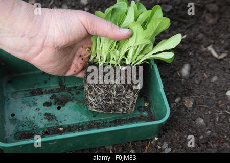 Transplantation von Kopfsalat Schritt 1 entfernen Stecker von Sämlingen aus Fach Stockfoto