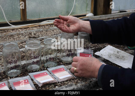 Wachsende Bäumen erfordert Schichtung aus Samen Schritt 2 fügen Sie Samen JAR Stockfoto