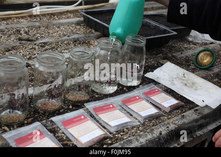 Wachsende Bäume erfordern Schichtung aus Samen Schritt 3 halbe Füllung Glas mit kaltem Wasser Stockfoto