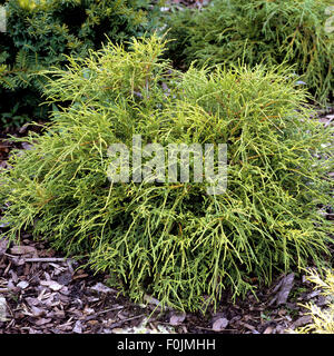 Gruene Fadenzypresse Chamaecyparis Pisifera Filifera, nana Stockfoto