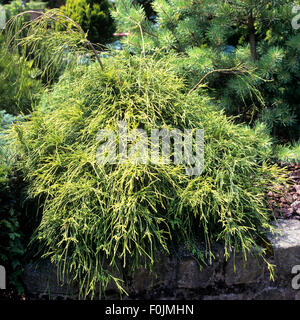 Gruene Fadenzypresse Chamaecyparis Pisifera Filifera, nana Stockfoto