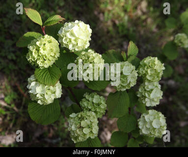 Viburnum Plicatum 'Grandiflorum' Nahaufnahme von Blumen Stockfoto