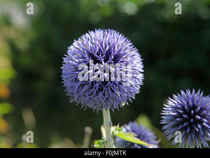 Echinops Ritro 'Veitchs Blue' Nahaufnahme Blume Stockfoto