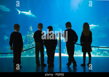 Fünf Kinder in Schuluniform stehen mit dem Rücken zur Kamera Blick auf Fische in einem riesigen Tank in The Deep, Hull, East Yorskh Stockfoto