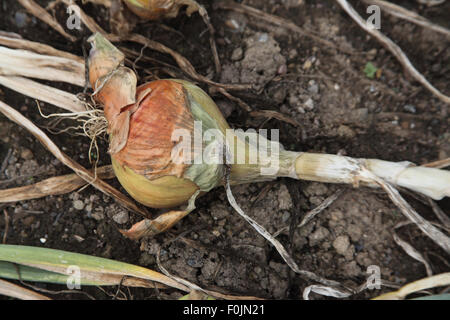 Allium Cepa "Goldenen Ball" Zwiebel Nahaufnahme reife Birne Stockfoto