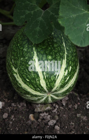 Cucurbita Ficifolia Fig Endivie Kürbis Nahaufnahme von reifen Früchten Stockfoto