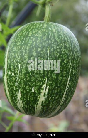 Cucurbita Ficifolia Fig Endivie Kürbis Nahaufnahme von reifen Früchten Stockfoto