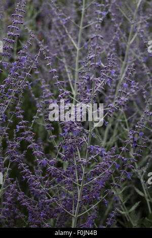 Peroskia "Blauer Turm" Pflanze in Blüte Stockfoto