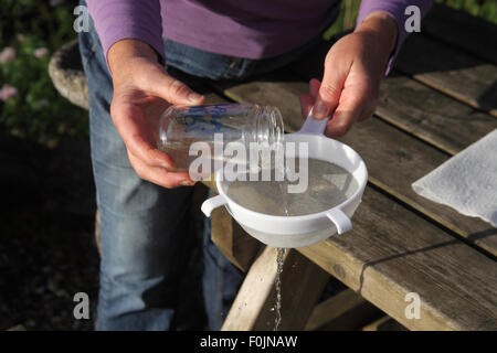 Speichern von Tomate Samen Schritt 9 belasten die Samen durch ein feines Sieb, das Wasser zu entfernen Stockfoto