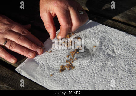 Speichern von Tomate Samen Schritt 13 verteilt die Samen auf die Küchenrolle Stockfoto