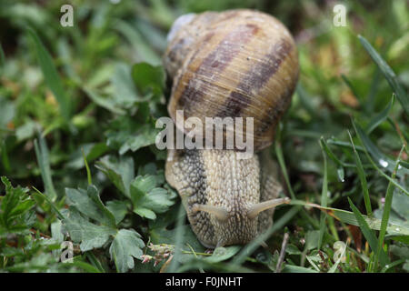 Römische Schnecke Helix Pomatia auf Rasen-Frontansicht Stockfoto