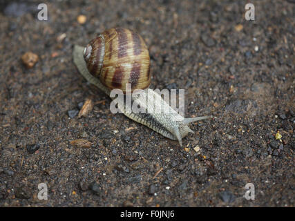 Römische Schnecke Helix Pomatia Boden bewegte über Stockfoto