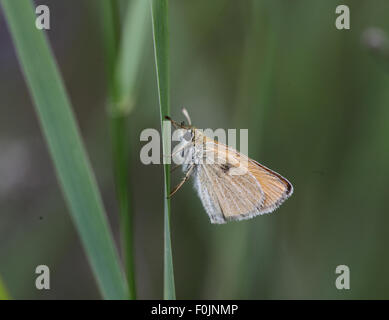 Essex Skipper Thymelicus kleine ruht auf dem Rasen Stengel Seitenansicht Stockfoto