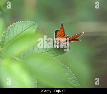 Großen Skipper Ochlodes Venatus weibliche in Ruhe am Rosenbusch Stockfoto