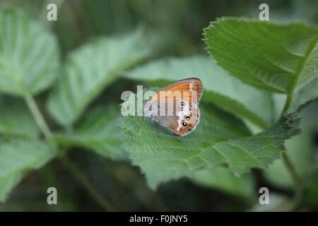 Pearly Heide Coenonympha Arcania auf Bramble Blatt Stockfoto