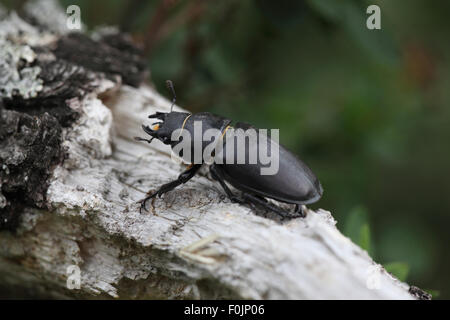 Hirschkäfer Lucanus Cervus Weibchen tot Eiche Ast entlang bewegen Stockfoto