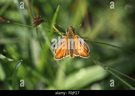 Großen Skipper (Ochlodes Venata) weibliche ruht auf Grass Stamm Stockfoto