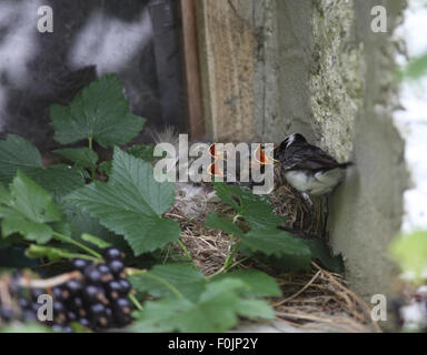 Pied Wagtail(Motacilla alba) jungen im Nest auf der Scheune Fensterbank füttert Stockfoto