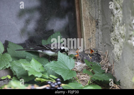 Trauerschnäpper Bachstelze (Motacilla Alba), die jungen im Nest auf der Scheune Fensterbank füttert Stockfoto