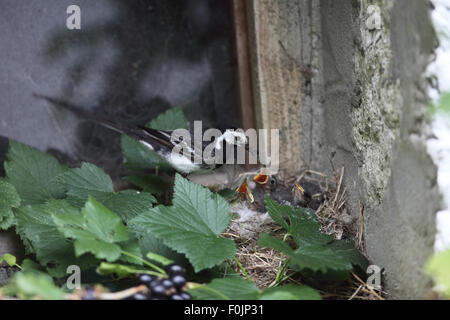 Trauerschnäpper Bachstelze (Motacilla Alba), die jungen im Nest auf der Scheune Fensterbank füttert Stockfoto