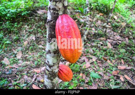 Rote Kakaoschoten hängt an einem Baum in einem Kakao-Plantage in Kamerun Stockfoto