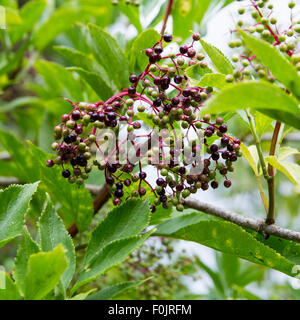 Bild von Holunderbeeren Reifung auf einem Holunderbusch im Spätsommer im Vereinigten Königreich Stockfoto