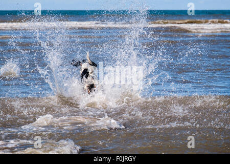 Eine schwarze und weiße English Springer Spaniel hund läuft und Plantschen im Meer Wasser am Strand. Wales UK Großbritannien Stockfoto