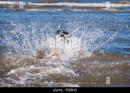 Ein schwarz / weiß English Springer Spaniel Hund laufen und planschen im Wasser am Strand. Wales, UK, Großbritannien Stockfoto