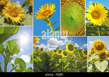 Sonnenblumen im Sommer - Foto-collage Stockfoto